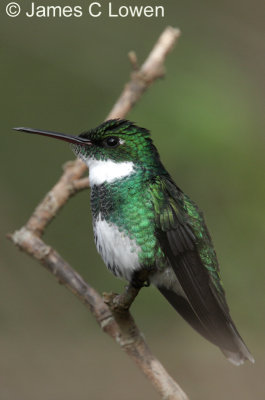 White-throated Hummingbird