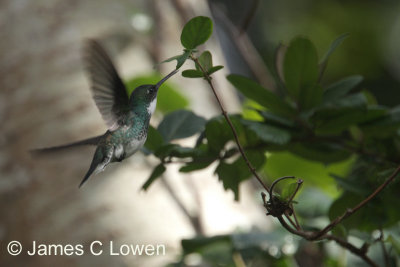 White-throated Hummingbird