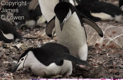 *NEW* Chinstrap Penguin displaying