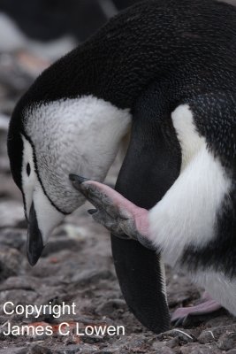 *NEW* Chinstrap Penguin scratching