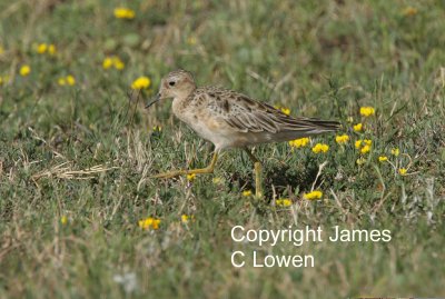 Buff-breasted Sandpiper