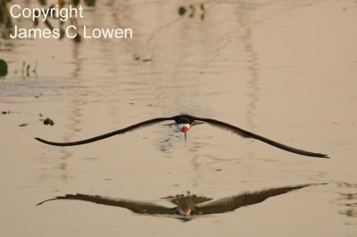 Black Skimmer