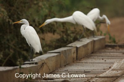 Great Egrets