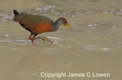 Grey-necked Wood-rail