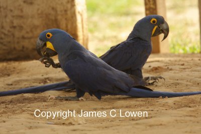 pair feeding