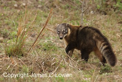 South American Coati