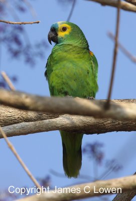 Blue-fronted Parrot