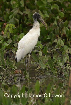 Wood Stork