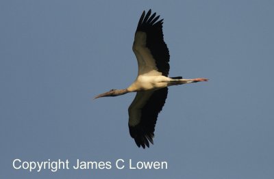 Wood Stork