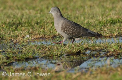 Spot-winged Pigeon