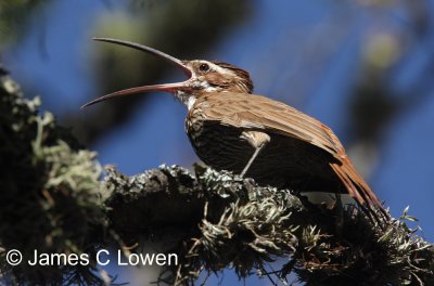 Scimitar-billed Woodcreeper