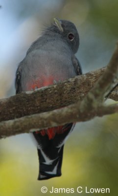 Surucua Trogon