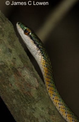 Parrot Snake