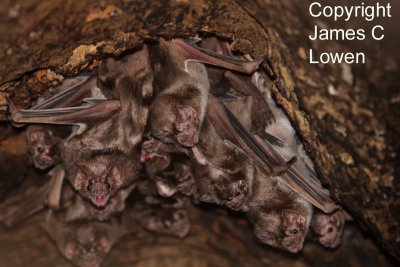 Common Vampire Bat