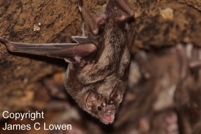 Common Vampire Bat