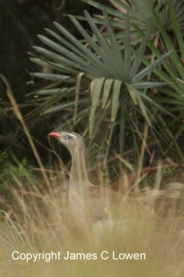 *NEW* Red-legged Seriema