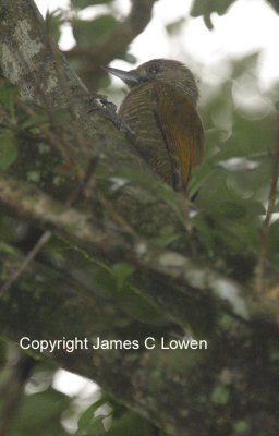 Little Woodpecker