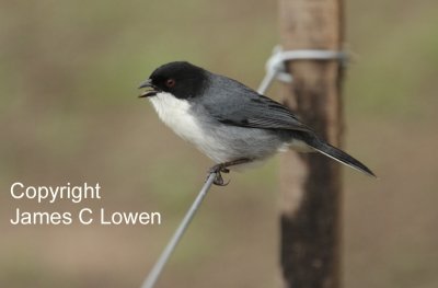 Black-capped Warbling-finch