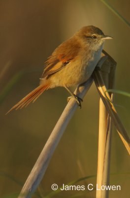Sulphur-throated Spinetail