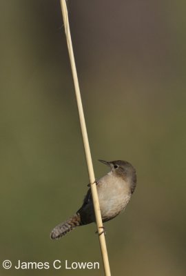 House Wren