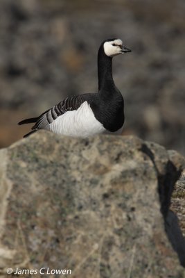 Barnacle Goose