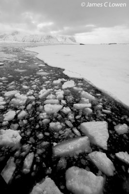 Hornsund sea ice