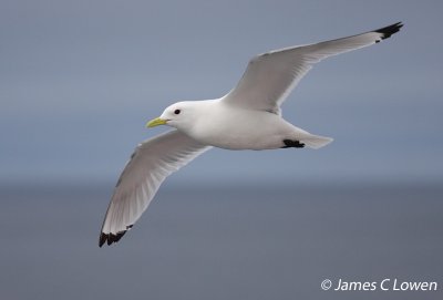 Kittiwake