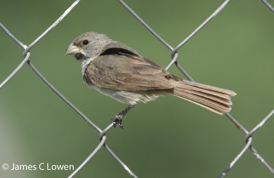 Double-collared Seedeater