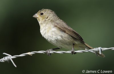 Double-collared Seedeater