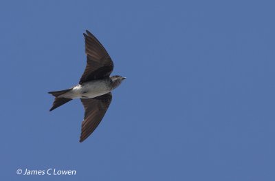 Grey-breasted Martin