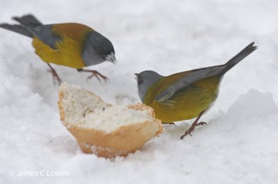 Patagonian Sierra-finch