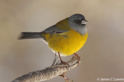 Patagonian Sierra-finch