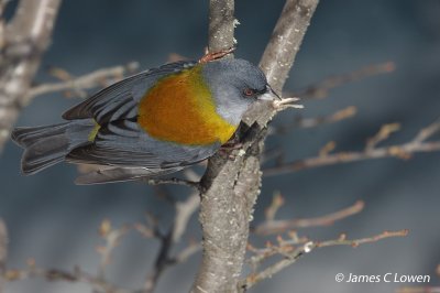 Patagonian Sierra-finch