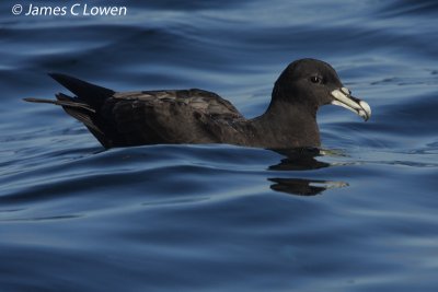 White-chinned Petrel