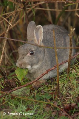 Rabbit