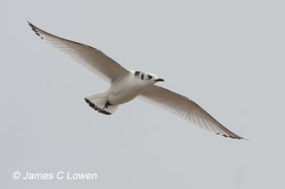 Black-legged Kittiwake