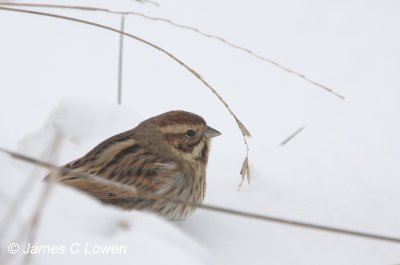 Reed Bunting