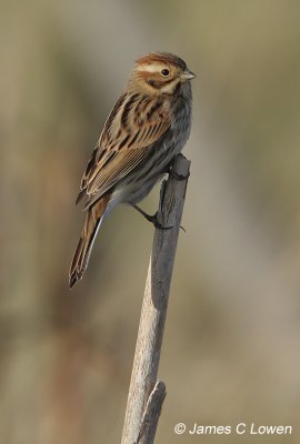 Reed Bunting