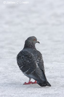 rat with wings