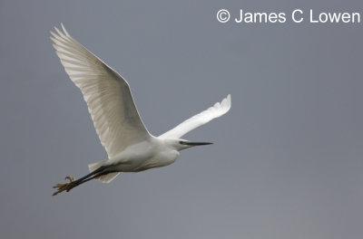 Little Egret