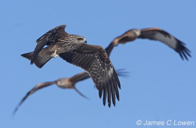 Black and Red Kites