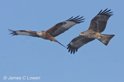 Black and Red Kite