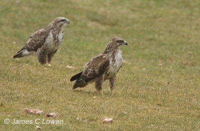 Common Buzzard