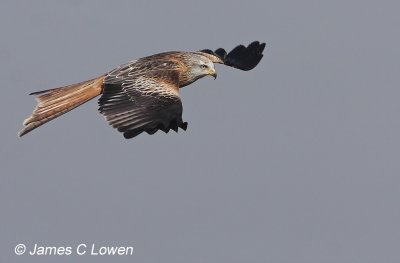 Red Kite