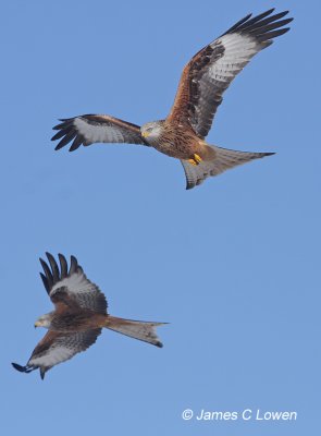 Red Kite