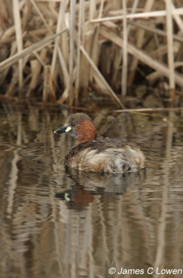 Little Grebe