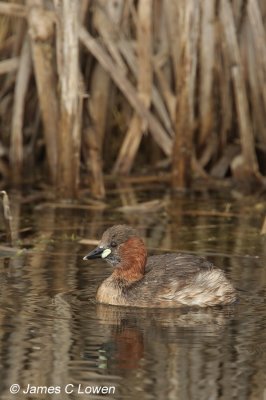 Little Grebe