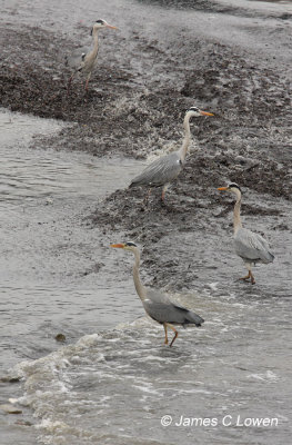 Grey Heron