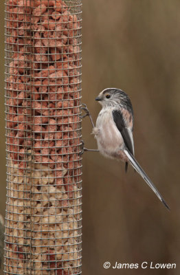 Long-tailed Tit