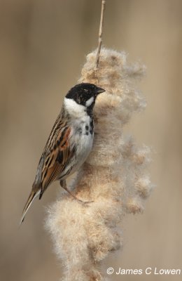 Reed Bunting